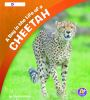 A_day_in_the_life_of_a_cheetah